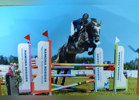 Deutsches Sportpferd, Wallach, 7 Jahre, 172 cm, Schimmel