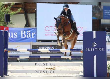 Deutsches Sportpferd, Wallach, 7 Jahre, 173 cm, Brauner