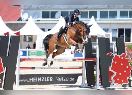 Deutsches Sportpferd, Wallach, 7 Jahre, 173 cm, Brauner