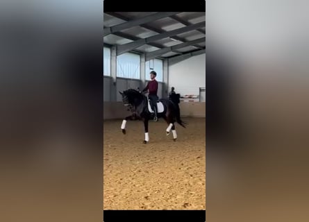 Deutsches Sportpferd, Wallach, 7 Jahre, 174 cm, Brauner