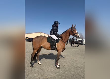 Deutsches Sportpferd, Wallach, 7 Jahre, 174 cm, Brauner
