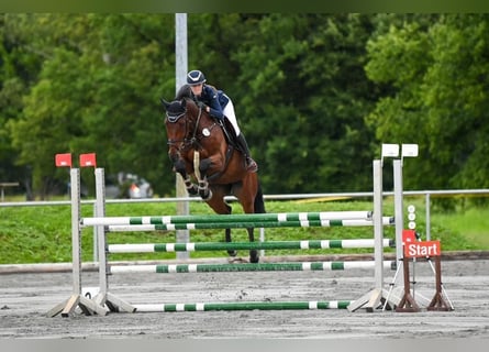 Deutsches Sportpferd, Wallach, 7 Jahre, 174 cm, Brauner