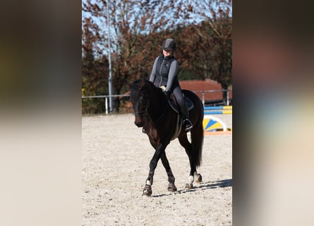 Deutsches Sportpferd, Wallach, 7 Jahre, 179 cm, Dunkelbrauner