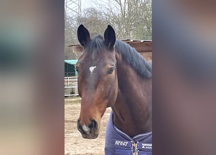 Deutsches Sportpferd, Wallach, 7 Jahre, 182 cm, Brauner