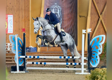 Deutsches Sportpferd, Wallach, 7 Jahre, 183 cm, Schimmel