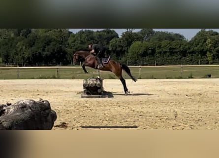 Deutsches Sportpferd, Wallach, 8 Jahre, 164 cm, Brauner