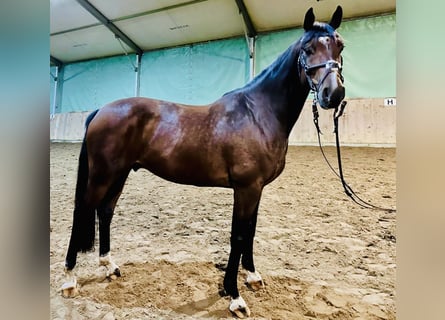 Deutsches Sportpferd, Wallach, 8 Jahre, 165 cm, Brauner