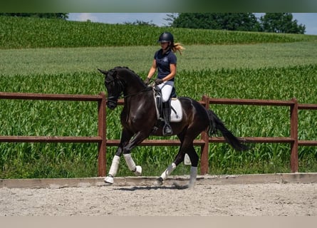 Deutsches Sportpferd, Wallach, 8 Jahre, 169 cm, Rappe