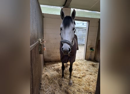 Deutsches Sportpferd, Wallach, 8 Jahre, 170 cm, Apfelschimmel