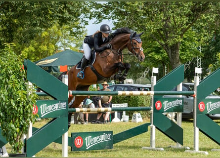 Deutsches Sportpferd, Wallach, 8 Jahre, 170 cm, Brauner