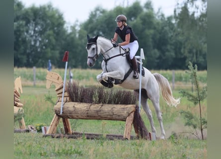 Deutsches Sportpferd, Wallach, 8 Jahre, 170 cm, Schimmel