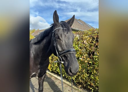 Deutsches Sportpferd, Wallach, 8 Jahre, 171 cm, Rappe Deutsches Sportpferd, Wallach, 8 Jahre, 171 cm, Rappe