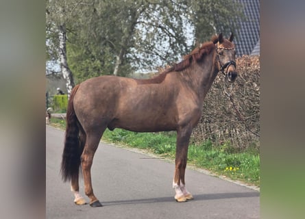Deutsches Sportpferd, Wallach, 8 Jahre, 172 cm, Dunkelfuchs