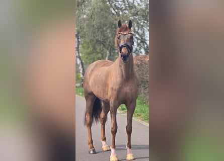 Deutsches Sportpferd, Wallach, 8 Jahre, 172 cm, Dunkelfuchs