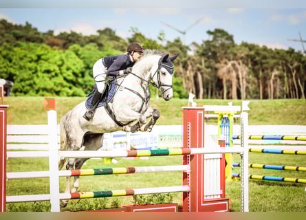 Deutsches Sportpferd, Wallach, 8 Jahre, 172 cm, Schimmel