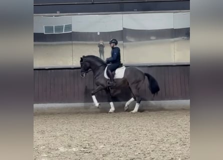 Deutsches Sportpferd, Wallach, 8 Jahre, 173 cm, Brauner