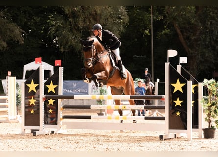 Deutsches Sportpferd, Wallach, 8 Jahre, 174 cm, Brauner