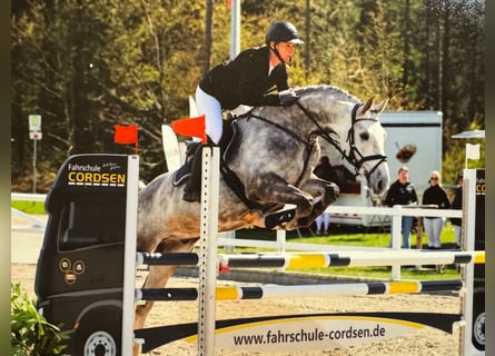 Deutsches Sportpferd, Wallach, 8 Jahre, 175 cm, Schimmel