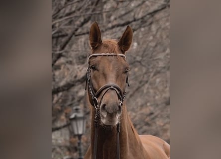 Deutsches Sportpferd, Wallach, 8 Jahre, 178 cm, Fuchs