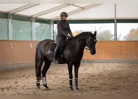 Deutsches Sportpferd, Wallach, 8 Jahre, 178 cm, Schwarzbrauner