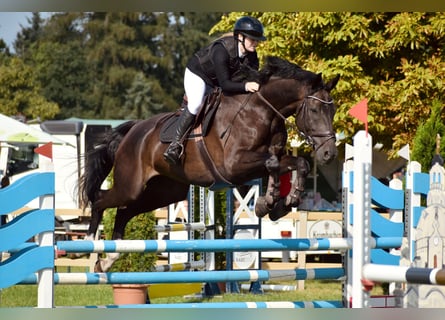 Deutsches Sportpferd, Wallach, 8 Jahre, 178 cm, Schwarzbrauner