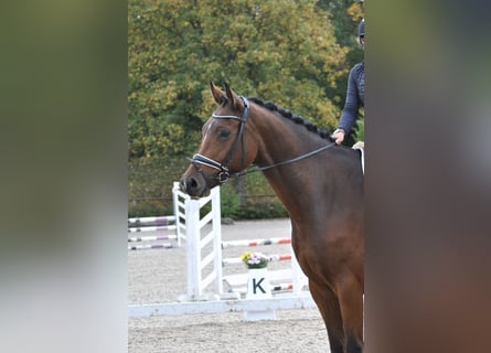 Deutsches Sportpferd, Wallach, 8 Jahre, 183 cm, Brauner