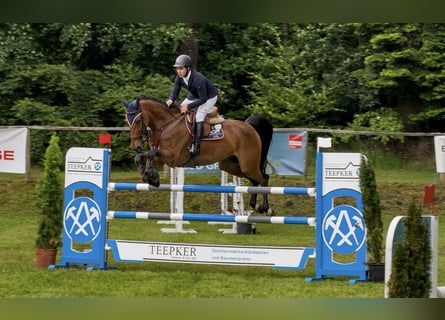 Deutsches Sportpferd, Wallach, 8 Jahre, Brauner