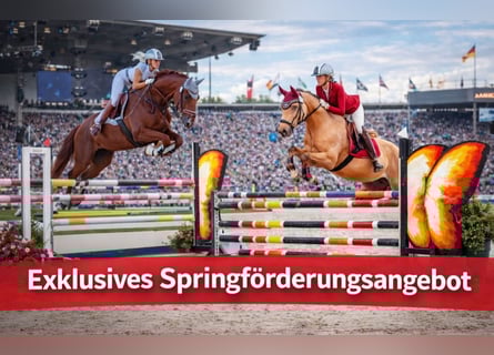 Deutsches Sportpferd, Wallach, 9 Jahre, 160 cm