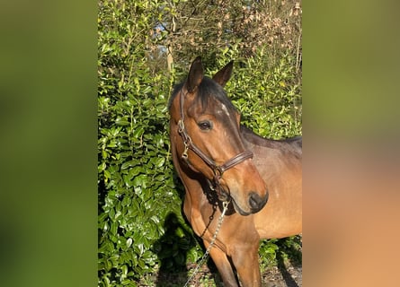 Deutsches Sportpferd, Wallach, 9 Jahre, 164 cm, Brauner