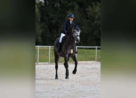 Deutsches Sportpferd, Wallach, 9 Jahre, 165 cm, Rappschimmel