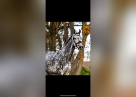 Deutsches Sportpferd, Wallach, 9 Jahre, 167 cm, Apfelschimmel