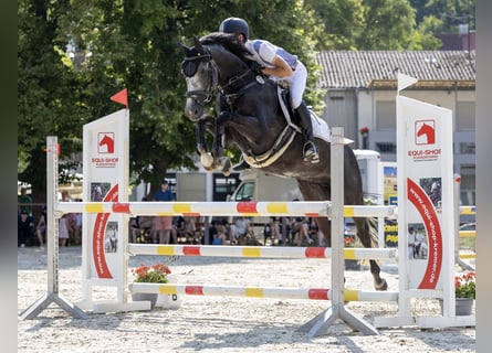 Deutsches Sportpferd, Wallach, 9 Jahre, 167 cm, Schimmel