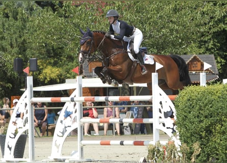 Deutsches Sportpferd, Wallach, 9 Jahre, 168 cm, Brauner