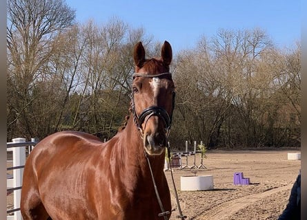 Deutsches Sportpferd, Wallach, 9 Jahre, 168 cm, Dunkelfuchs