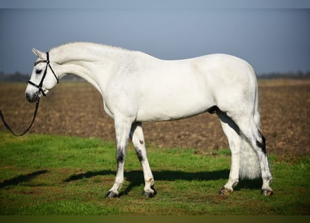 Deutsches Sportpferd, Wallach, 9 Jahre, 168 cm, Schimmel