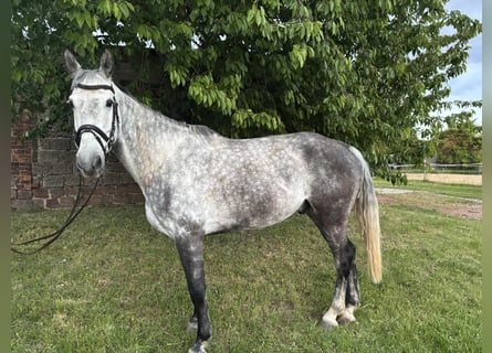 Deutsches Sportpferd, Wallach, 9 Jahre, 172 cm, Apfelschimmel