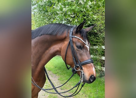 Deutsches Sportpferd, Wallach, 9 Jahre, 172 cm, Brauner