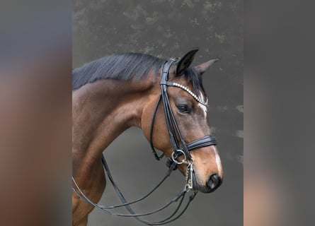 Deutsches Sportpferd, Wallach, 9 Jahre, 173 cm, Brauner