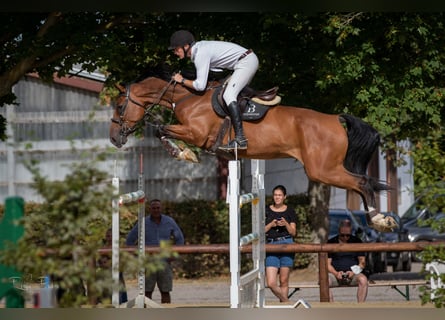 Deutsches Sportpferd, Wallach, 9 Jahre, 173 cm, Brauner