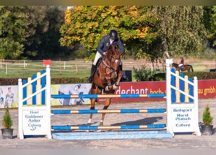 Deutsches Sportpferd, Wallach, 9 Jahre, 175 cm, Fuchs