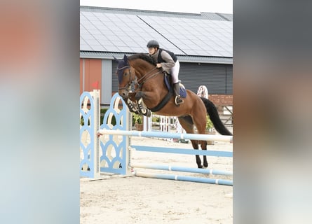 Deutsches Sportpferd, Wallach, 9 Jahre, 179 cm