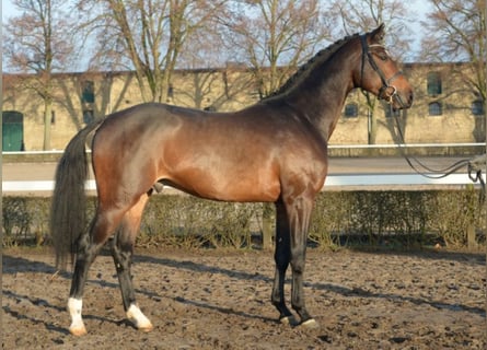 Westphalian, Stallion, 10 years, 16.2 hh, Brown