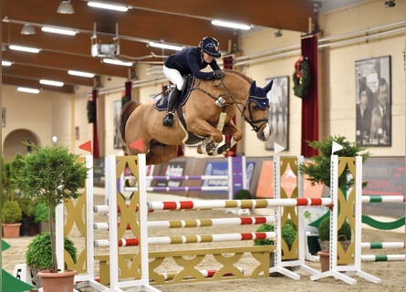 Oldenburger Springpaard, Hengst, 8 Jaar, 170 cm, Vos
