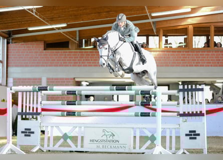Hanoverian, Stallion, 15 years, 17 hh, Grey