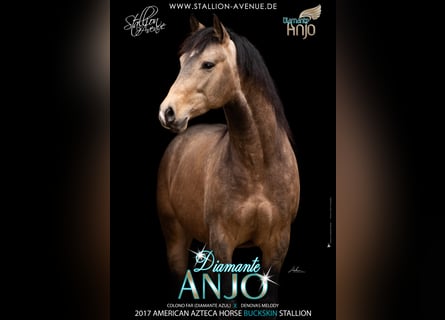 Azteca, Semental, 8 años, 163 cm, Buckskin/Bayo