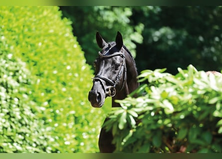 Caballo de Holstein, Semental, 20 años, 170 cm, Negro