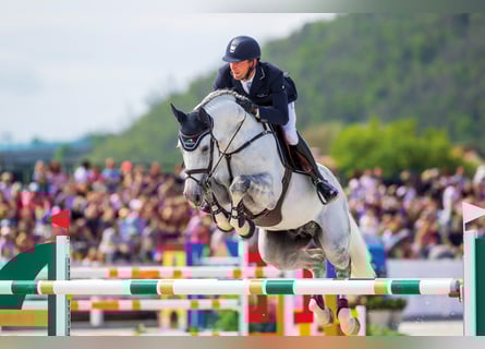 Caballo de salto Oldenburgo, Semental, 13 años, 173 cm, Tordo