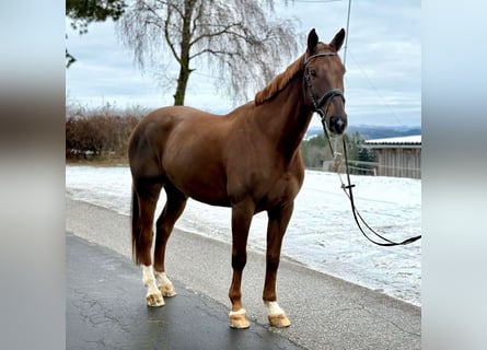 Don, Castrone, 10 Anni, 165 cm, Sauro