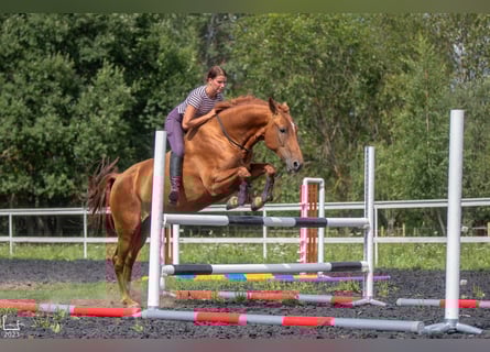 Don - Paard, Merrie, 6 Jaar, 159 cm, Donkere-vos