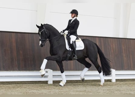 Westphalian, Stallion, 5 years, 16.2 hh, Black